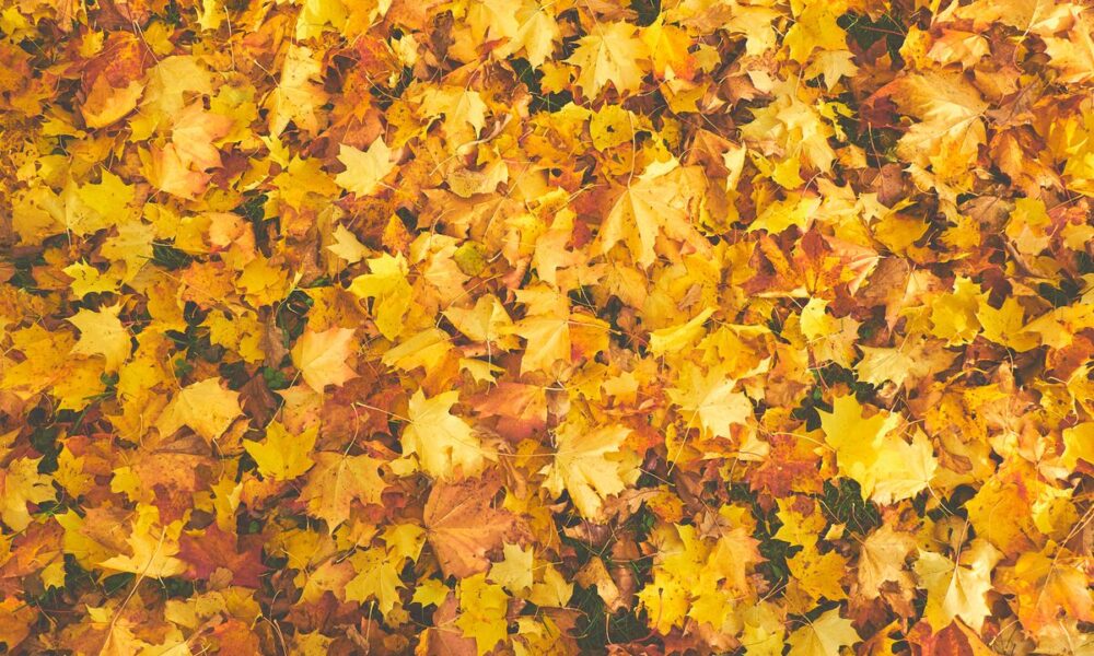 Какие листья нельзя использовать для мульчирования вашего сада