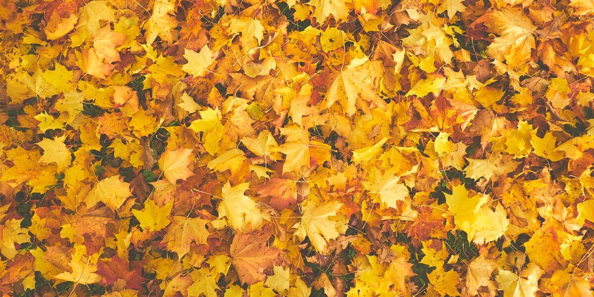 Какие листья нельзя использовать для мульчирования вашего сада
