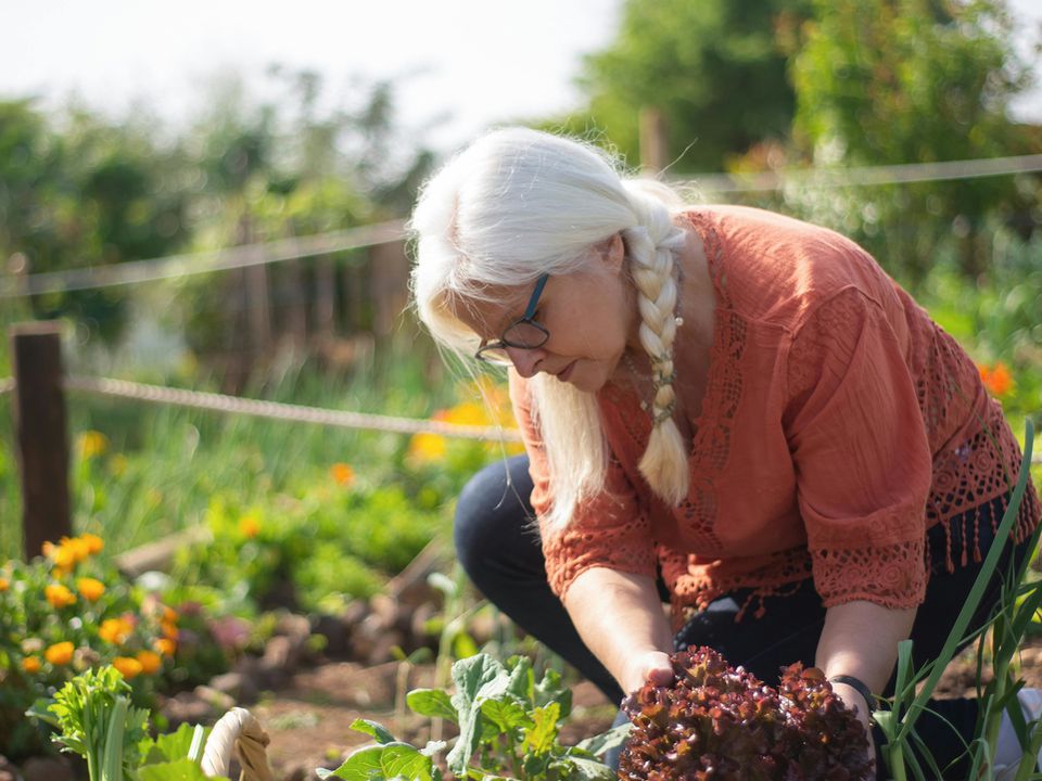 Секреты опытных дачников: как вернуть плодородие почве без химии для вашего сада