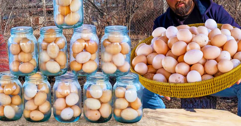 Секреты долговременного хранения яиц: как сохранить урожай на зиму
