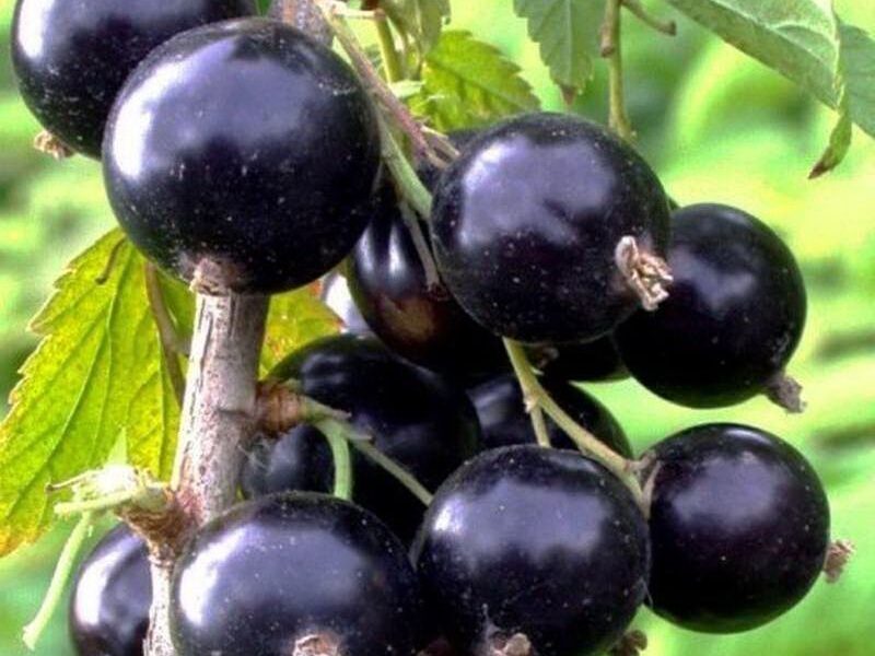 Летний сад: как позаботиться о смородине в августе для богатого урожая