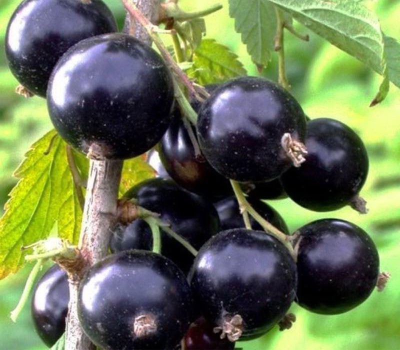 Летний сад: как позаботиться о смородине в августе для богатого урожая