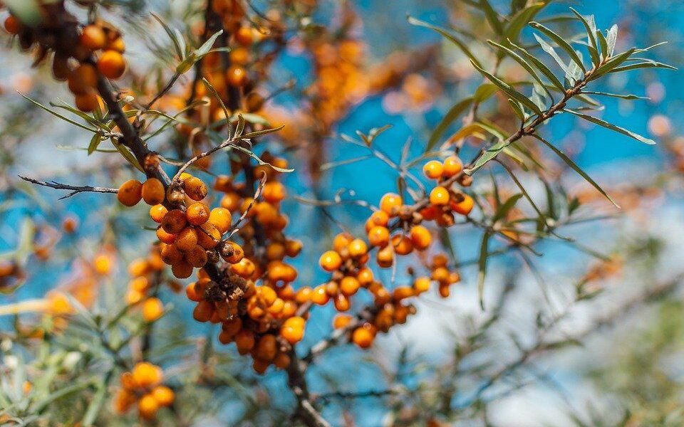 Облепиха: золотой урожай на вашем участке – секреты посадки и ухода
