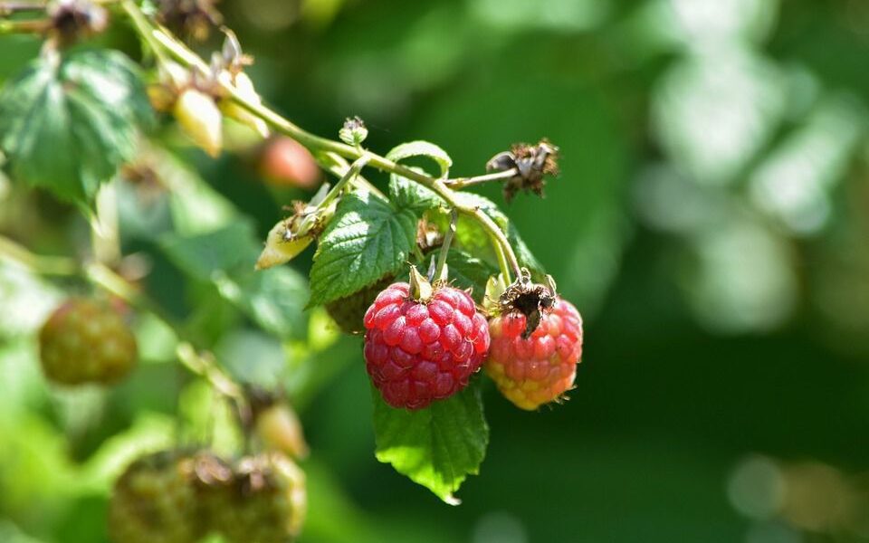 Засохла малина: причины и спасение урожая для каждой хозяйки