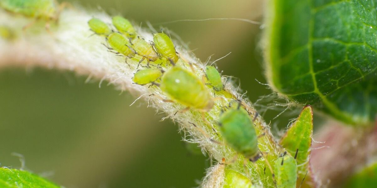Борьба с тлей в саду: эффективные и простые методы для каждой женщины