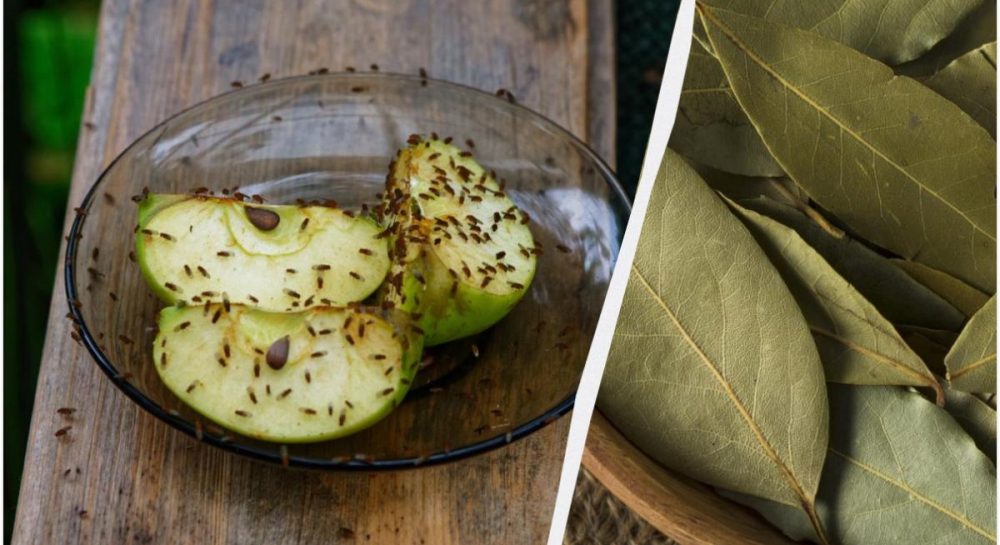 Избавляемся от мошек на даче: натуральные методы для вашего сада