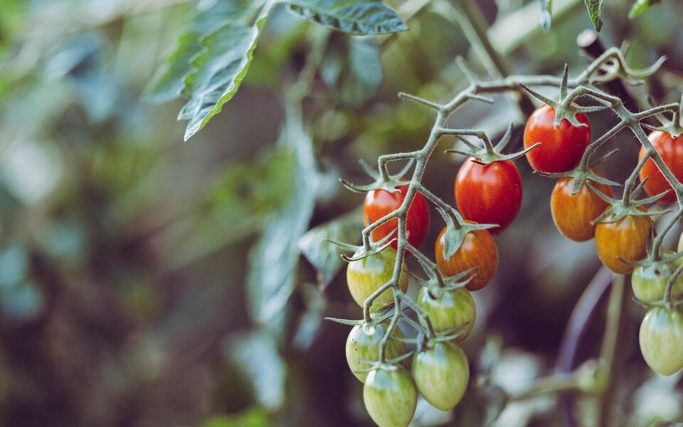 Как правильно поливать помидоры: секреты обильного урожая