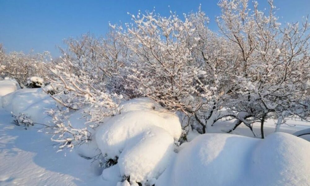 Как спасти дерево после зимы: ремонт и уход за садовыми растениями