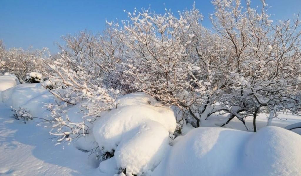 Как спасти дерево после зимы: ремонт и уход за садовыми растениями