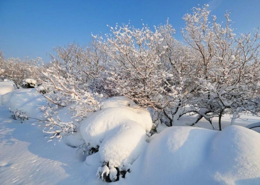 Как спасти дерево после зимы: ремонт и уход за садовыми растениями
