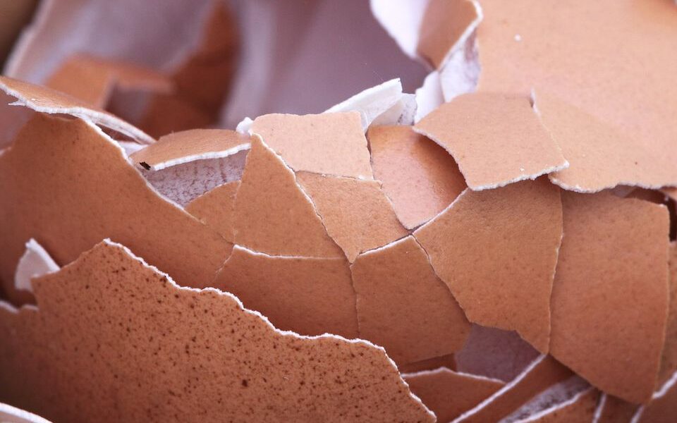 Яичная скорлупа на даче: польза или бесполезная трата времени?