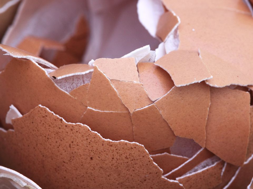 Яичная скорлупа на даче: польза или бесполезная трата времени?