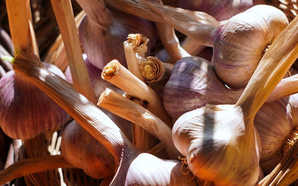 Секреты успешной посадки озимого чеснока: что нужно успеть за 3 недели до заморозков