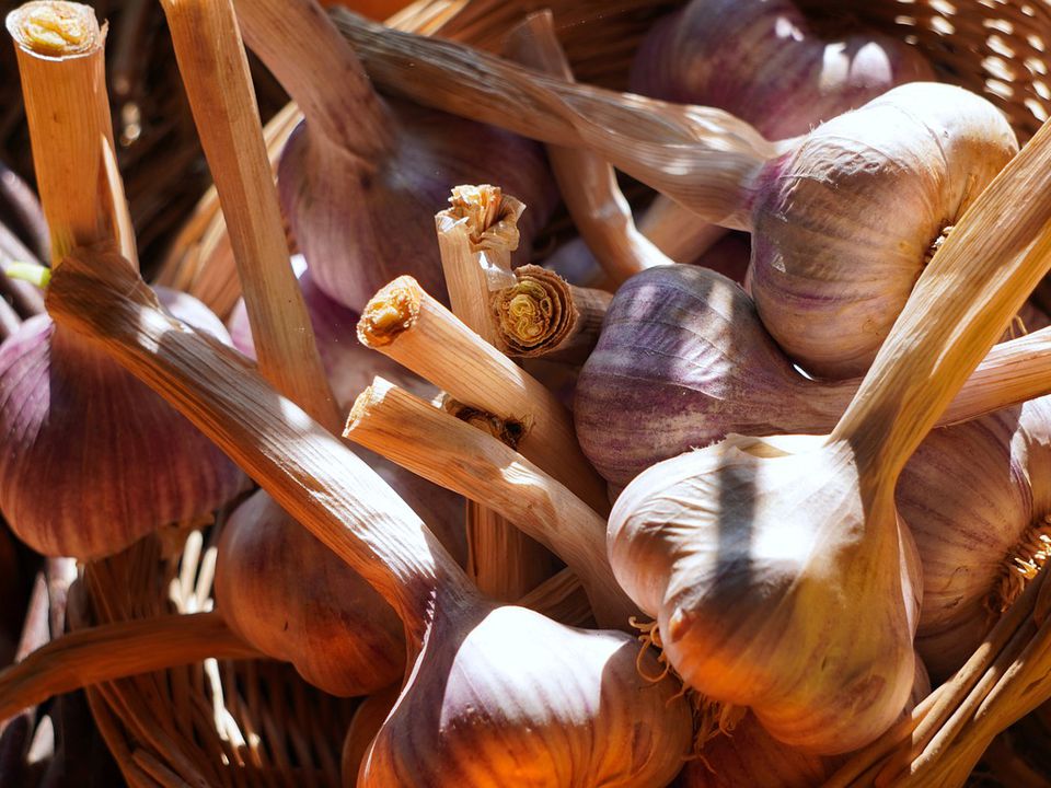 Секреты успешной посадки озимого чеснока: что нужно успеть за 3 недели до заморозков