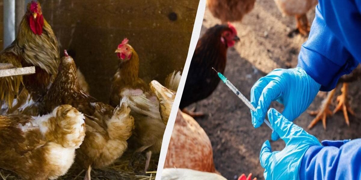 Здоровые куры без проблем: секрет крепких ног и отсутствие падежа