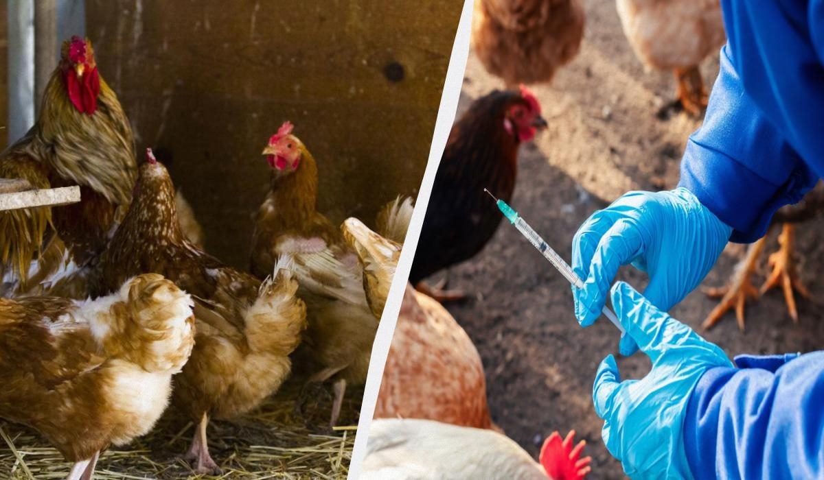 Здоровые куры без проблем: секрет крепких ног и отсутствие падежа