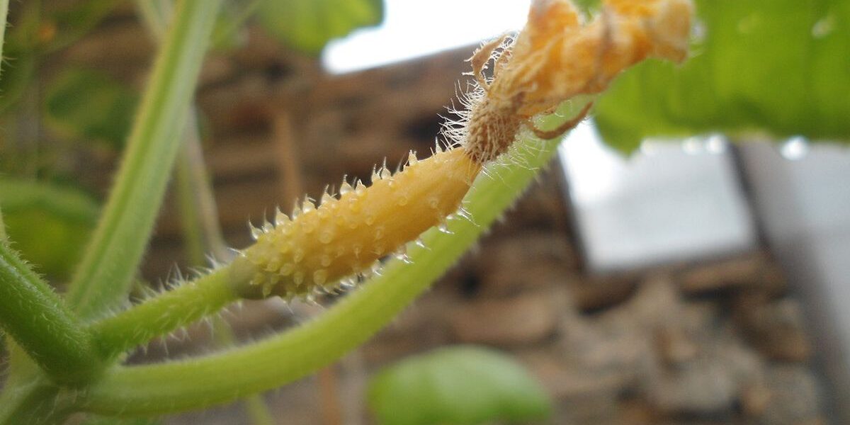 Почему желтеют огурцы на грядке: советы для каждой хозяйки