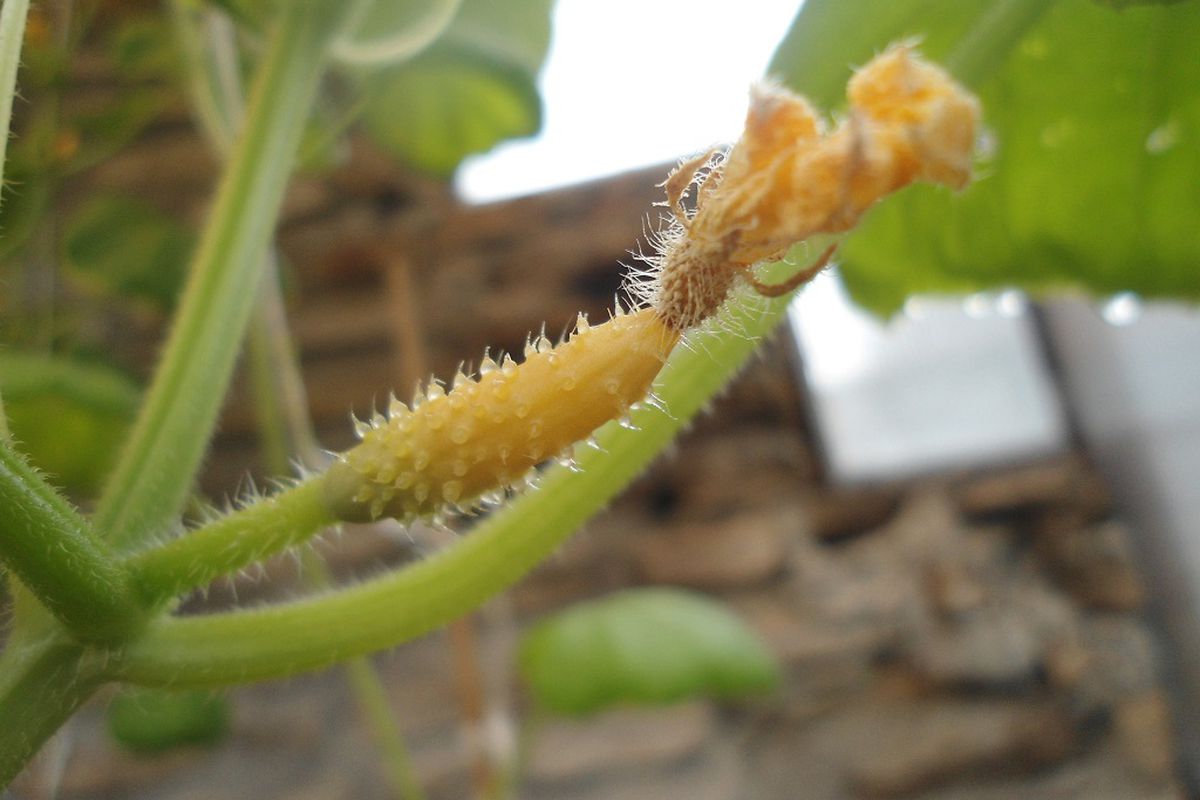 Почему желтеют огурцы на грядке: советы для каждой хозяйки