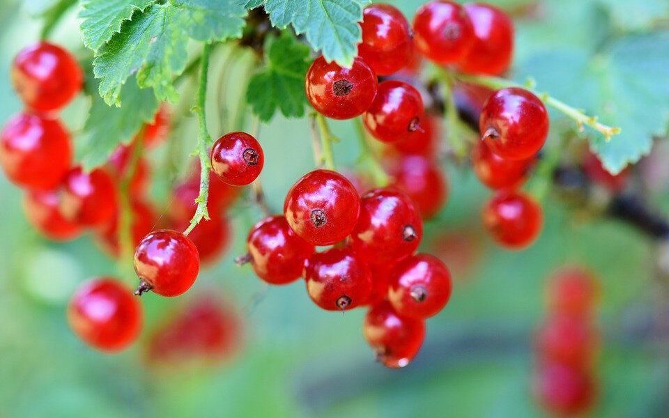 Почему смородина осыпается и как спасти урожай: советы для дачниц