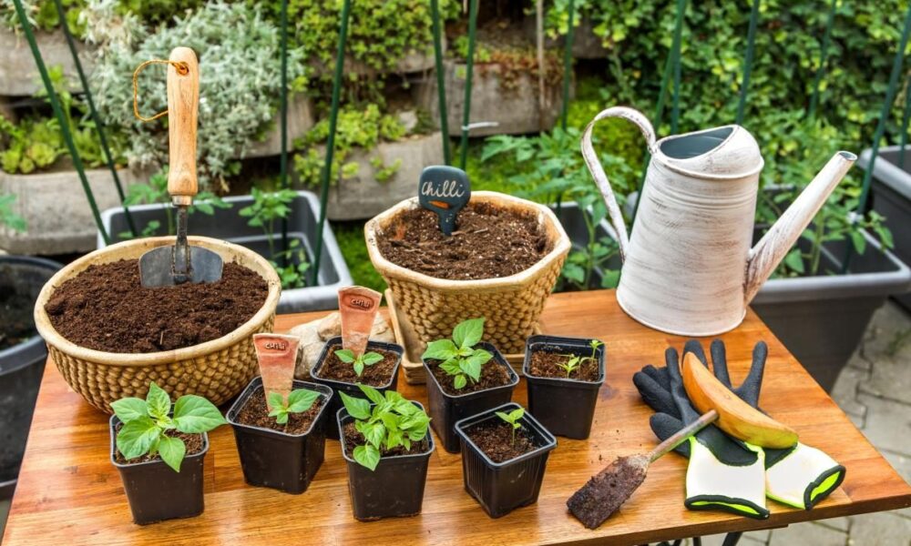 Как вырастить перец: секреты успешного прорастания семян и ухода