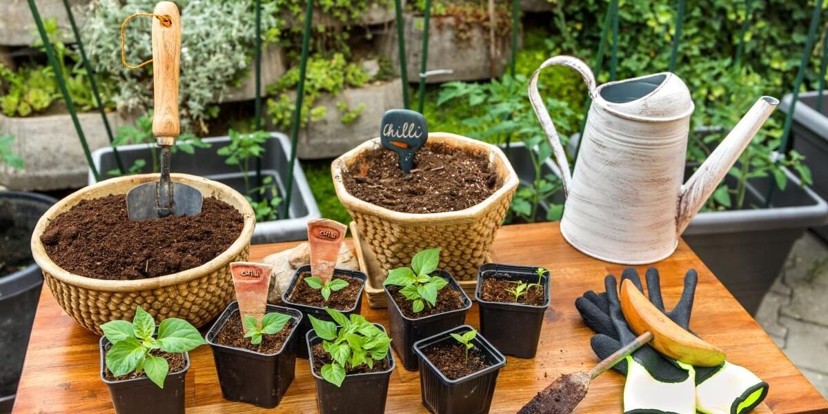 Как вырастить перец: секреты успешного прорастания семян и ухода