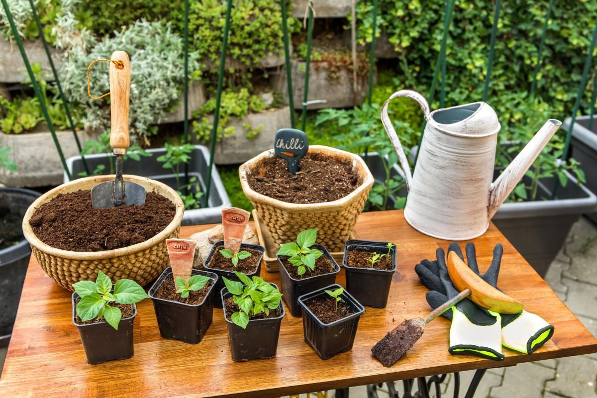 Как вырастить перец: секреты успешного прорастания семян и ухода