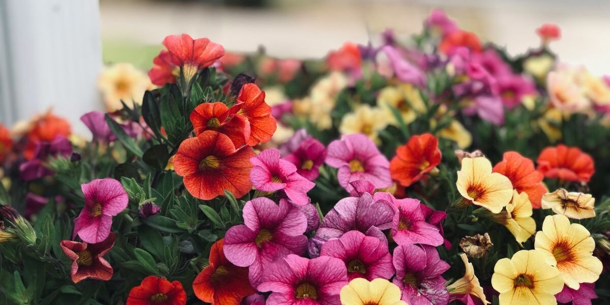 Как собрать семена петунии для пышного цветения: руководство для дома