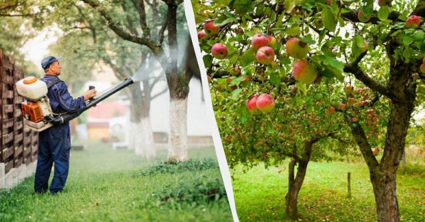 Как навсегда избавиться от тли на яблоне: проверенное средство из двух компонентов