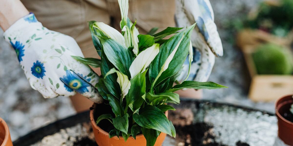 Секреты пышной зелени спатифиллума: уход в домашних условиях