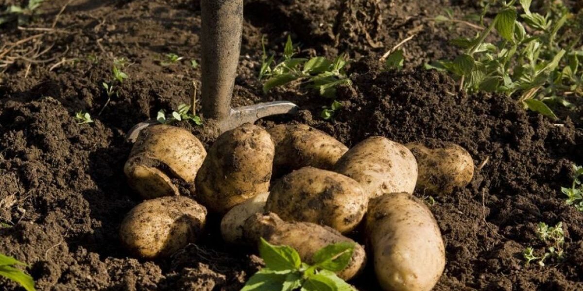 Осенние секреты для богатого урожая: как подготовить грядки для овощей будущего года