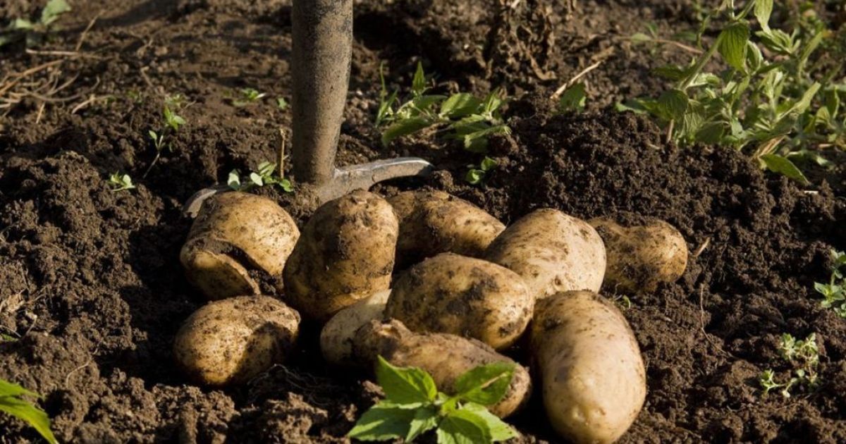 Осенние секреты для богатого урожая: как подготовить грядки для овощей будущего года