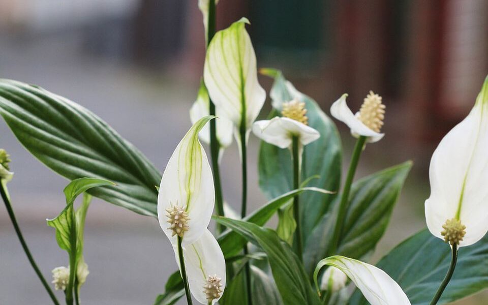 Спатифиллум: как добиться пышного цветения всего за 14 дней