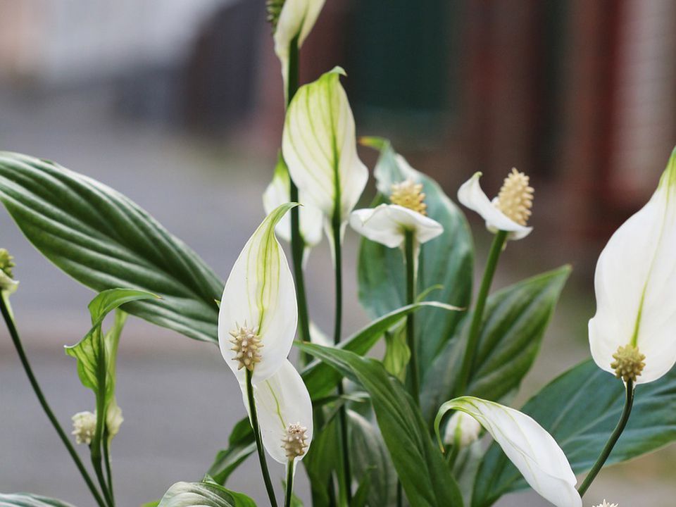 Спатифиллум: как добиться пышного цветения всего за 14 дней