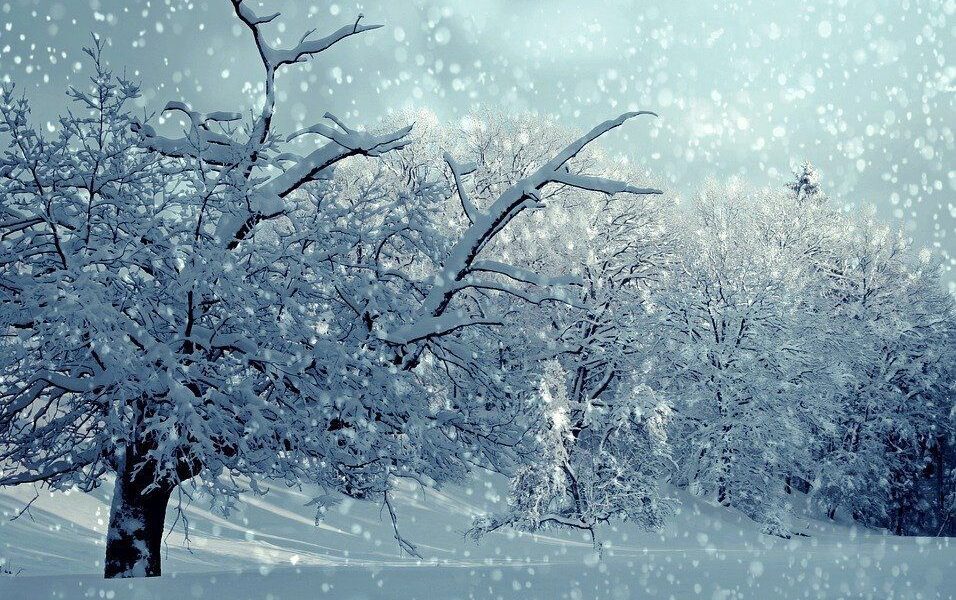 Как сохранить красоту сада зимой: секреты защиты от морозов