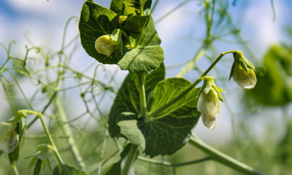 Когда лучше сеять горох в открытый грунт для богатого урожая