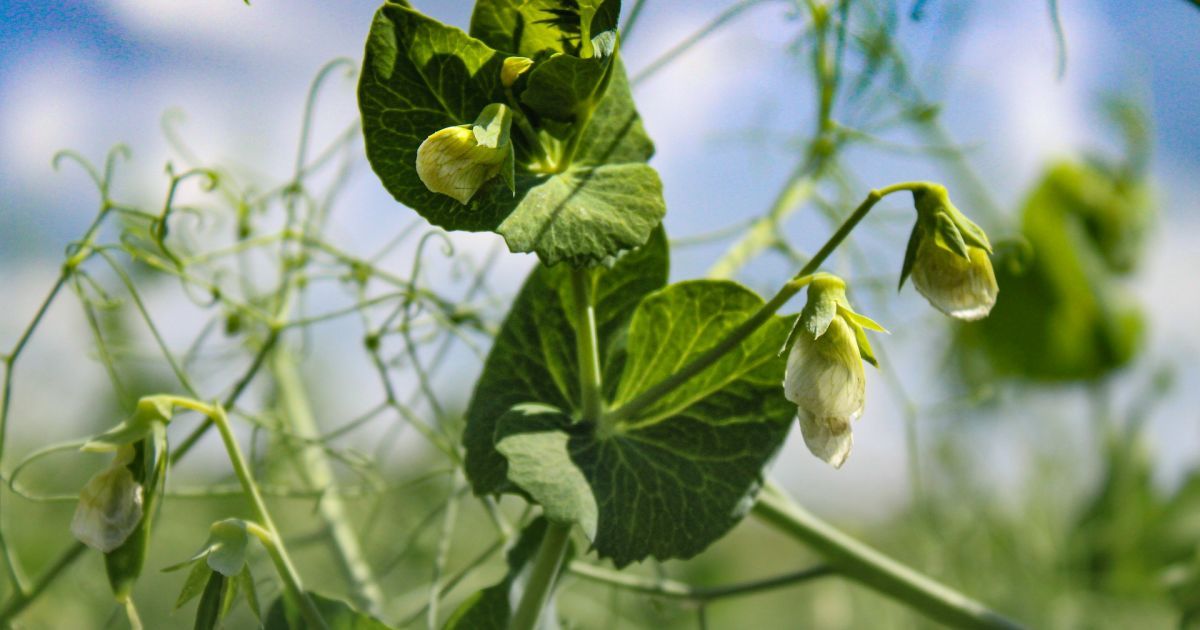 Когда лучше сеять горох в открытый грунт для богатого урожая