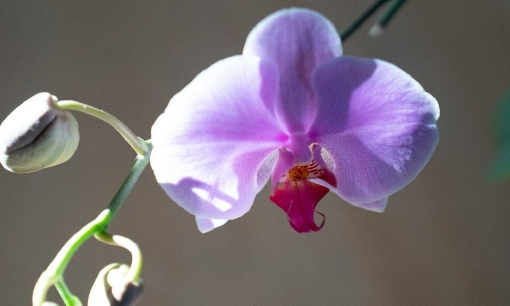 Лайфхак для орхидей: добавлять ли лёд в горшок? Ответ экспертов