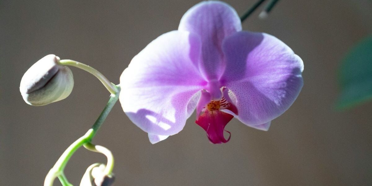 Лайфхак для орхидей: добавлять ли лёд в горшок? Ответ экспертов