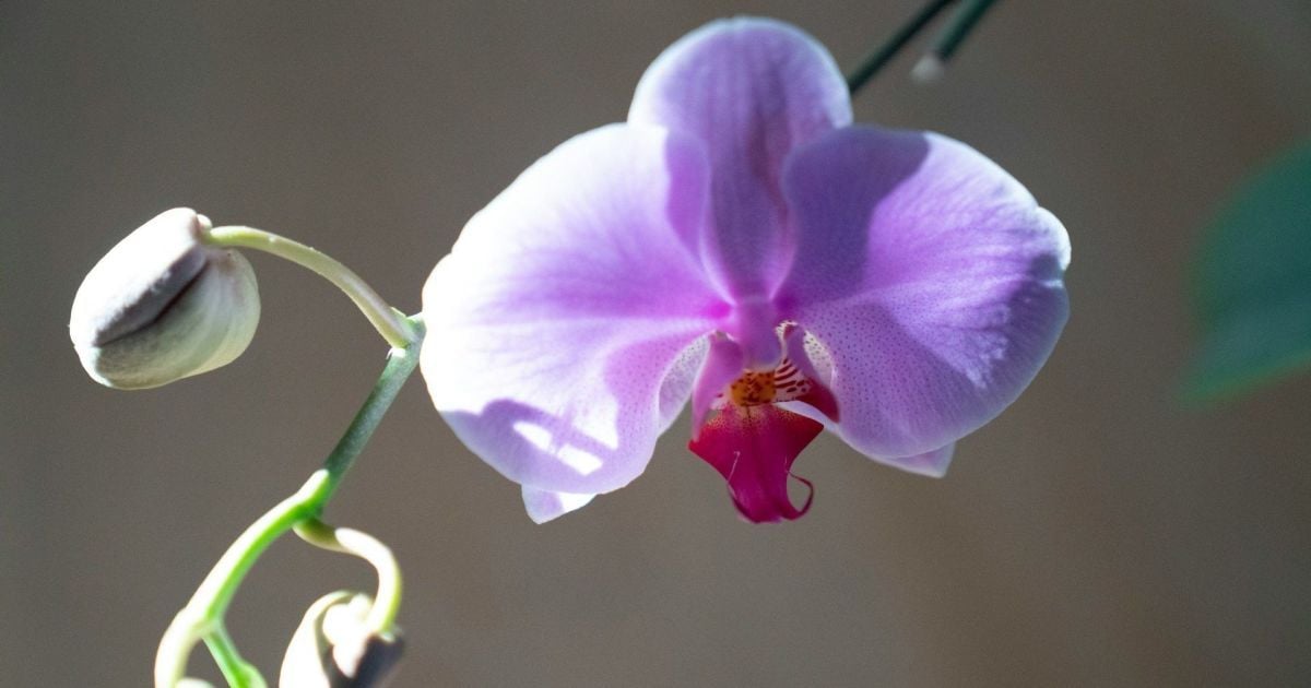 Лайфхак для орхидей: добавлять ли лёд в горшок? Ответ экспертов