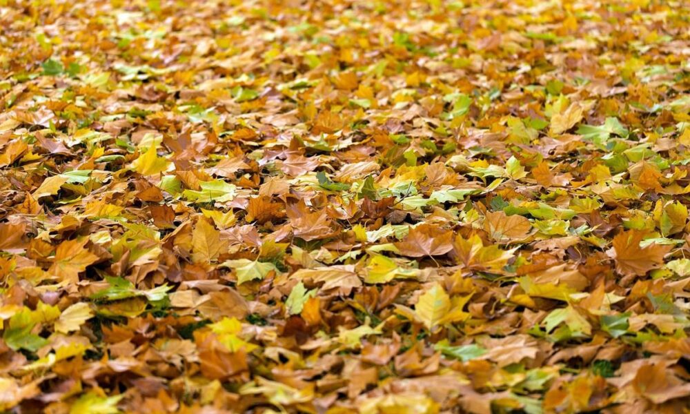 Как защитить сад от вредителей и болезней: секреты зимней борьбы