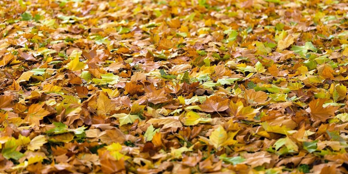 Как защитить сад от вредителей и болезней: секреты зимней борьбы