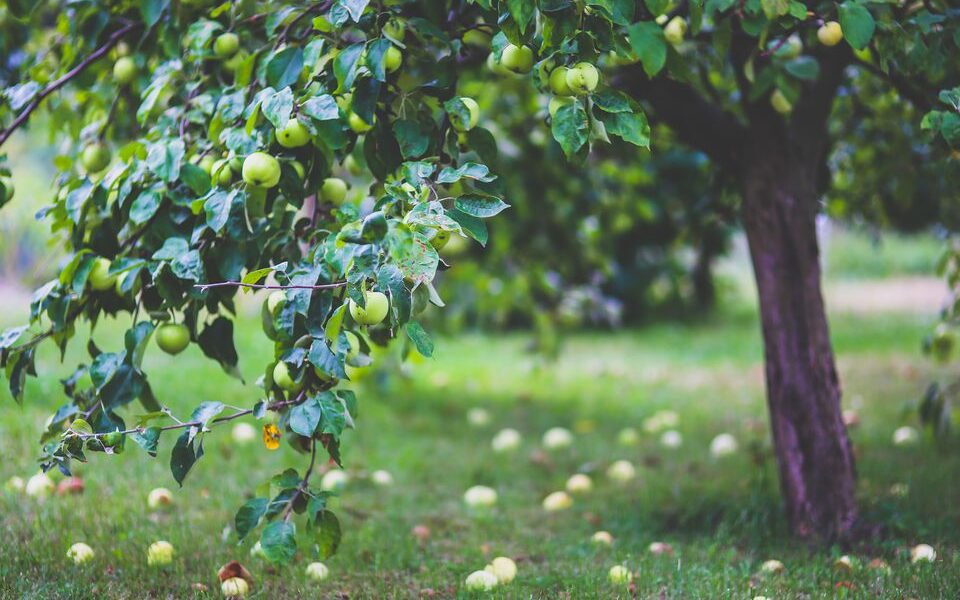 Осенние яблоки под деревом: как избежать проблем и сохранить уют на участке