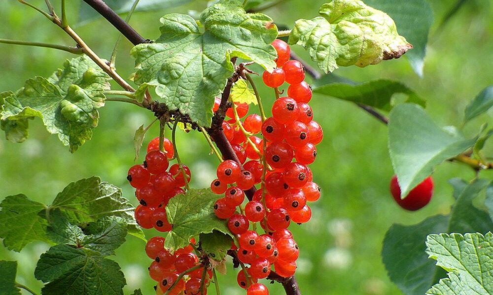 7 советов, как спасти смородину от гибели на вашем участке