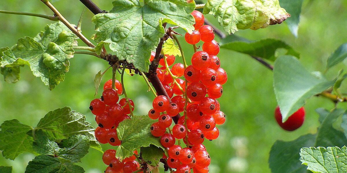 7 советов, как спасти смородину от гибели на вашем участке