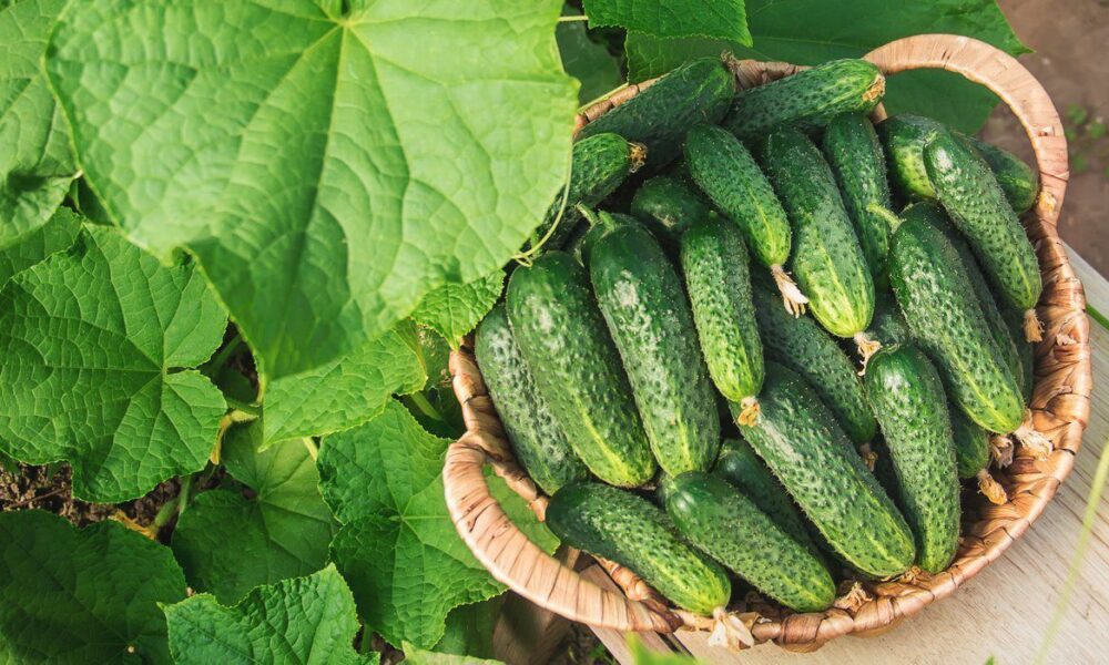 Секреты идеальных огурцов на вашем балконе и в огороде