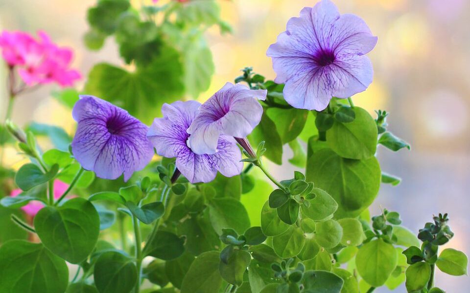 Как вырастить пышную петунию из семян: секреты посадки и ухода