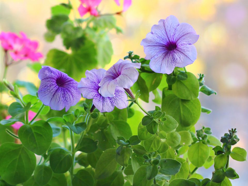 Как вырастить пышную петунию из семян: секреты посадки и ухода