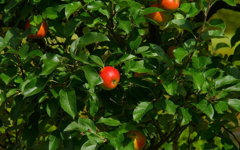 Секреты пышного цветения: почему садоводы бьют ветки плодовых деревьев.