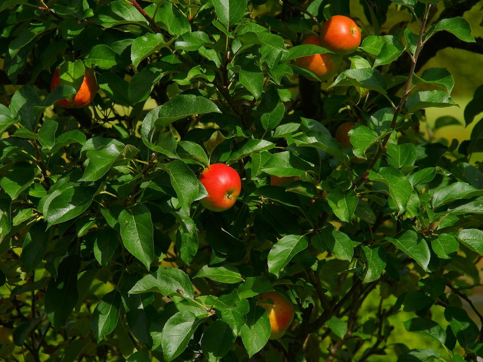 Секреты пышного цветения: почему садоводы бьют ветки плодовых деревьев.