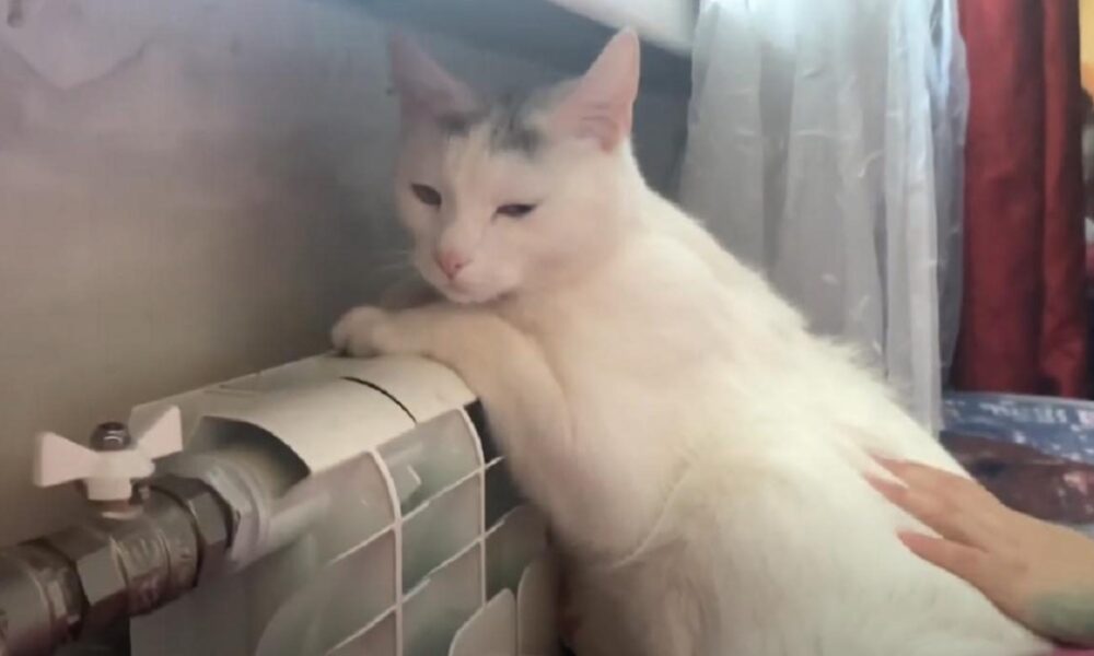 Как понять, что ваш питомец заболел: советы экспертов для заботливых хозяев